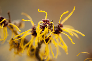Vente chaude Hamamelis Virginiana Extrait Poudre 10:1 Extrait d'hamamélis dans l'emballage du tambour Meilleur prix - Product Image 6
