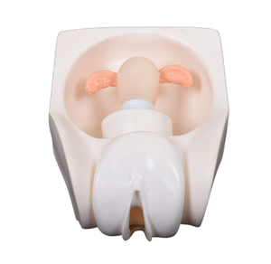 Novo avançado maternidade modelo ginecológico treinamento simulador - Product Image 3