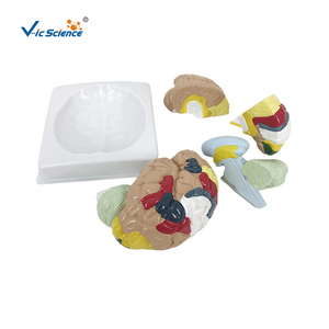 PVC chức năng khu vực não Mô hình giải phẫu cho khoa học y tế - Product Image 2