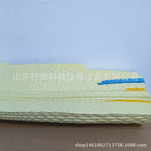 Root longitudinal section model 33002 Biological teaching model Teaching model manufacturer <b>Physical</b> chemistry Geography model - Product Image 4
