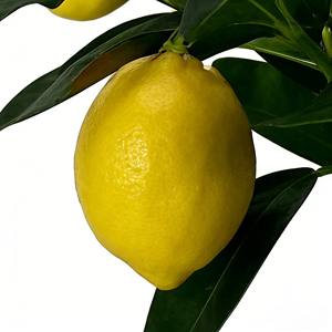 Árbol de Limón Artificial, Árbol Artificial, Árbol de Frutas Artificial, Árbol de Limón - Product Image 4