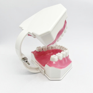 ダブルブラッシングモデル ピンク 解剖学教育ラボモデル 工場直送 ダブルブラッシングモデル - Product Image 3