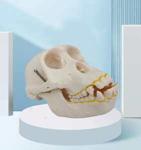 Modèle de Crâne de Chimpanzé pour l'Évolution Humaine - Outil Pédagogique Anatomique pour la Science Médicale et l'Exposition Muséale - Product Image 6