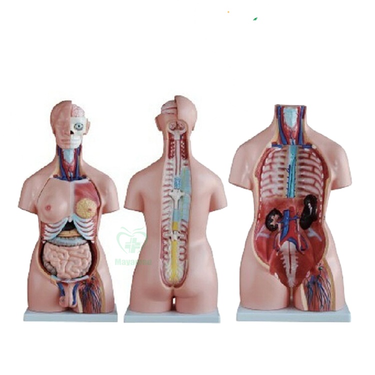 Escuela educación modelo 85CM Unisex Torso humano 40 partes, cara femenina, modelo anatómico humano