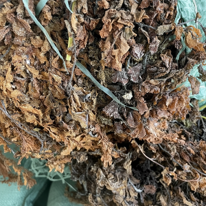 EXPORTACIÓN A GRANEL ALGAS SECAS/ALGAS SARGASSUM DE ALTA CALIDAD A BUEN PRECIO - Product Image 1