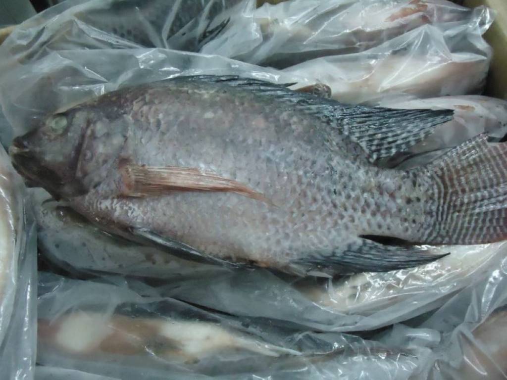 优质冷冻罗非鱼wr大小200/300 300/500克最佳新鲜全圆形冷冻黑色