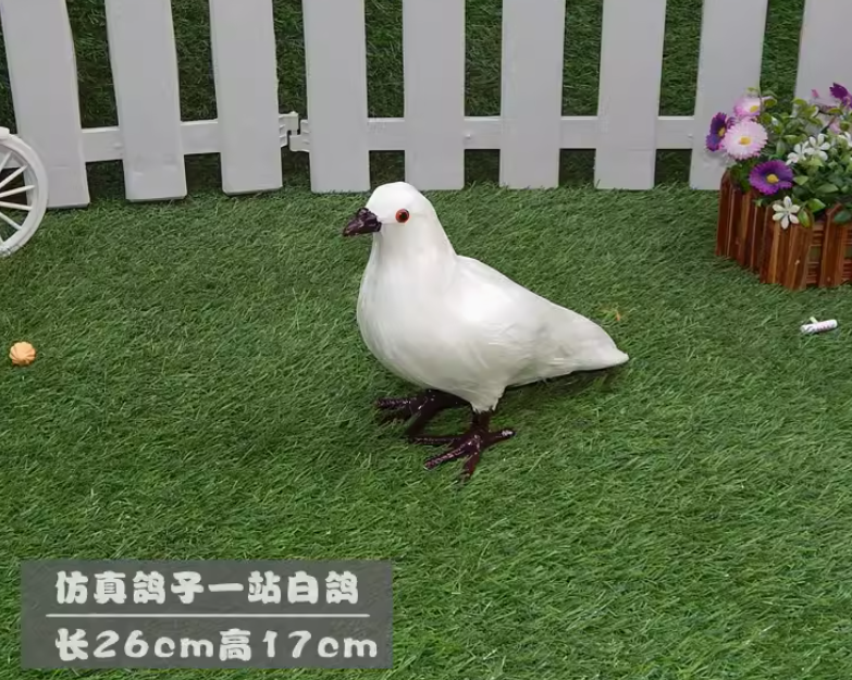 Coffee beak foot standing pigeon