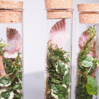 Tube à essai à fond plat Terrarium en mousse artificielle Tube de verre Plantes Terrariums en bois avec couvercle en liège