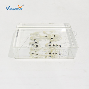 Spécimen de squelette de grenouille, squelette complet réaliste, modèle pédagogique et anatomique, pour l'enseignement primaire et secondaire - Product Image 5