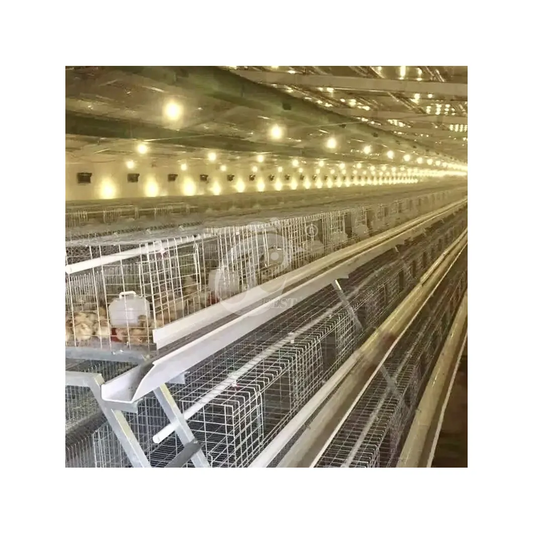 China Plastic Baby Chicken Coops Ein Typ Pullet Hen Cage Hoch automat isierte Hühner schicht Geflügel Pullet Cages