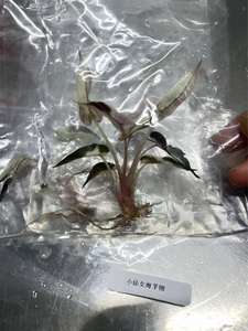 Planta de Interior Popular de Alta Calidad, Alocasia Variegata _pequeña, Decoración <span class=keywords><strong>Chic</strong></span> con Vista al Jardín. - Product Image 6