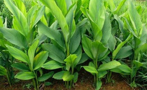 مسحوق الزنجبيل الأصفر من Curcumin Curcuma Longa Rhizoma Rhizoma Longae Longae - Product Image 6