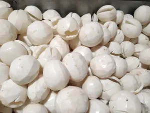 VIANDE DE NOIX DE COCO CONGELÉE DE QUALITÉ SUPÉRIEURE, ENTIÈRE DÉCHIRÉE, TRANCHÉE ET CUITE 2024 OFFRE SUPÉRIEURE - Product Image 3