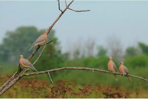 Lot de leurres réalistes pour colombes d'obsédition, oiseaux en repos et en perchoir avec clip de suspension facile pour la chasse - Product Image 5