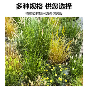 Plante artificielle en pot de type herbe de renard, 30cm-100cm de hauteur, simulation réaliste, fleur décorative d'intérieur, verdure - Product Image 3