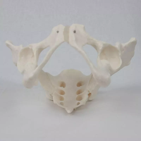 Modelo de pelvis femenina de tamaño real Modelo de anatomía femenina flexible Modelo de Anatomía de pelvis de hueso de cadera Educación científica