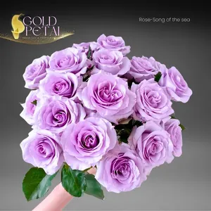 Flores Frescas al por Mayor de Kunming, La Canción del Océano - Product Image 1