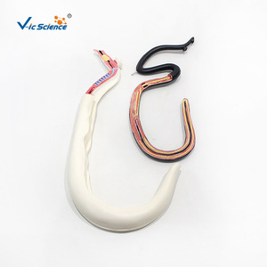 Modelo de Schistosoma Vic 14228, macho y hembra en posición de abrazo, desmontable para disección, modelo didáctico de parásito biológico. - Product Image 3