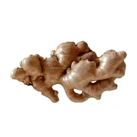 Premium Quality Fresh Ginger from Thailand