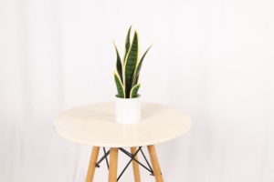 Venta directa de fábrica Plantas de mesa Artificial Pequeñas plantas de bonsái Árbol para la decoración de la Mesa del hogar de la Oficina - Product Image 2