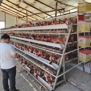 กรงเลี้ยงสัตว์ไก่แบบ3ชั้น4ชั้นอุปกรณ์เลี้ยงสัตว์ปีกดีไซน์เรียบง่ายใหม่สำหรับฟาร์มสัตว์ปีก - Product Image 2