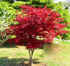 Bonsaï artificiel d'érable rouge <span class=keywords><strong>en</strong></span> <span class=keywords><strong>pot</strong></span>, feuilles réalistes à cinq branches, faux érable japonais pour la décoration de la maison et <span class=keywords><strong>du</strong></span> bureau - Product Image 3