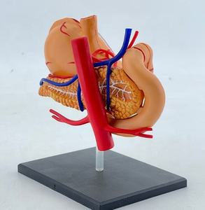 Modelo Anatómico de Órgano Humano para Enseñanza Médica, Modelo 4D Ensamblado de la Estructura del Estómago, Modelo de Anatomía del Estómago - Product Image 2