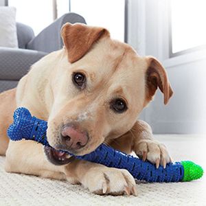 New Arrival Pet Training Toy Molar Rod Removable Bone Artificial Dog Nibbling Toothbrush TPR & <b>Plastic</b> Wholesale Pet Supplies - Product Image 2