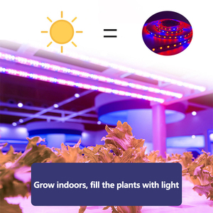 12V <span class=keywords><strong>LED</strong></span> spectre complet <span class=keywords><strong>plante</strong></span> d'intérieur élèvent la bande lumineuse étanche légume fleur lumière de remplissage de 3:1 4:1 5:1 rapport rouge bleu couleur - Product Image 5