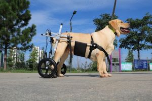 चीन निर्मित 2 4 व्हील पालतू व्हीलचेयर सेल्फ-लॉकिंग बिग डॉग कार्ट, पीछे के पैरों के लिए सर्वश्रेष्ठ बड़े कुत्ते की रियर व्हीलचेयर - Product Image 3