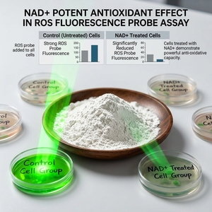 OEM 500 1000mg Capsules de Nicotinamide Adénine Dinucléotide de Haute Pureté, Complément Énergétique, Vitamines, Cosmétique - Product Image 1