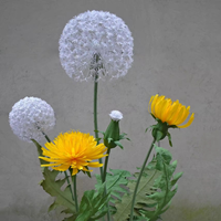 L58 Fleurs de pissenlit artificielles géantes, écologiques, faites à la main, décoratives, élégantes, personnalisables en couleur et en taille, pour mariage et événements