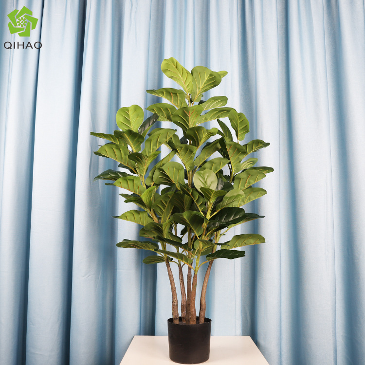 ต้นไทรใบใหญ่ 5 กิ่ง สูง 1.25 เมตร