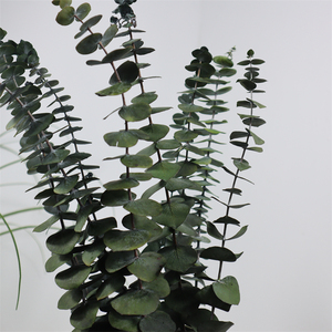 2024 piante di fiori conservati essiccate fascio di eucalipto rami di eucalipto freschi per la sistemazione di nozze decorazioni floreali per la casa - Product Image 4