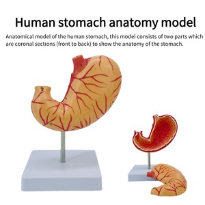 Modelo de estómago grande Natural Simulación 2 componentes Mucosa gástrica Sistema neuromuscular vascular Desmontaje Ciencia médica - Product Image 2