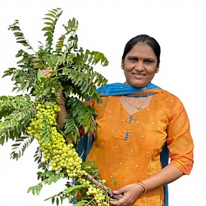 Nutracéuticos: Amla (Phyllanthus Emblica) Seca al Sol con Vitamina C - Product Image 1