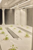 Systèmes de culture aquaponique automatiques Horizon pour l'agriculture verticale intérieure, supports de culture pour plantes et semis