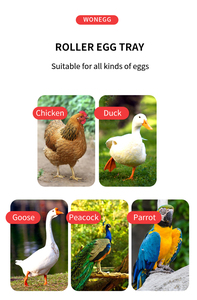 WONEGG Meilleure Vente Incubateur Automatique 400-600 Œufs pour Poulets, Cailles et Perroquets - Capacité 500 Œufs - Product Image 2