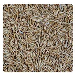 Yüksek proteinli kurutulmuş Mealworms doğal hayvan yemi ve balık yemi tahılsız bir torbada paketlenmiştir - Product Image 5