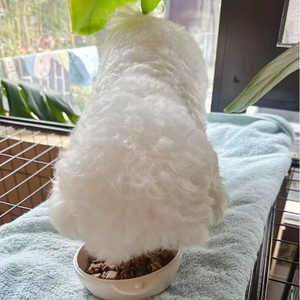 Aliments secs pour chiens satisfaits <span class=keywords><strong>Croquettes</strong></span> holistiques Aliments secs naturels pour chiens <span class=keywords><strong>Vente</strong></span> <span class=keywords><strong>en</strong></span> <span class=keywords><strong>gros</strong></span> Aliments pour chiens <span class=keywords><strong>en</strong></span> vrac - Product Image 2