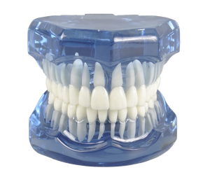 Modello Ortodontico Dentale Trasparente <span class=keywords><strong>Standard</strong></span> per Dimostrazione e Pratica dei Supporti - Product Image 5