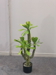 Cây Xương Rồng Nhiệt Đới, Cây Nhân Tạo Lớn Trong Nhà, Cây Xanh Sa Mạc, Brazil, Keel - Product Image 3