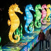 Decoración de Faroles con Forma de Grandes Animales Marinos para Parques de Diversiones, Navidad, Uso Interior/Exterior, Espectáculo de Luces para Parques Temáticos