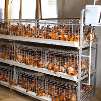 Système de cages automatiques pour poulets de chair, structure en H, acier galvanisé à chaud, 3-4 niveaux, alimentation, abreuvement, élimination du fumier, ferme avicole