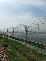 Grande Serre Agricole en Polycarbonate à Cadre Multi-Span Style Venlo Acier Aluminium Simple Double Film Plastique Serre