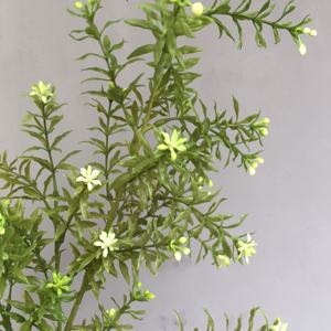 Rama de planta <span class=keywords><strong>Artificial</strong></span> de vegetación, Murraya <span class=keywords><strong>paniculata</strong></span> para Arreglo Floral, lugar de boda, tienda, decoración de ventana, 2 unidades - Product Image 3