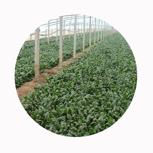 Espinafre congelado IQF-atacado a granel | Fornecedor B2B confiável | Preço FOB competitivo | Sistema de rastreabilidade total - Product Image 2