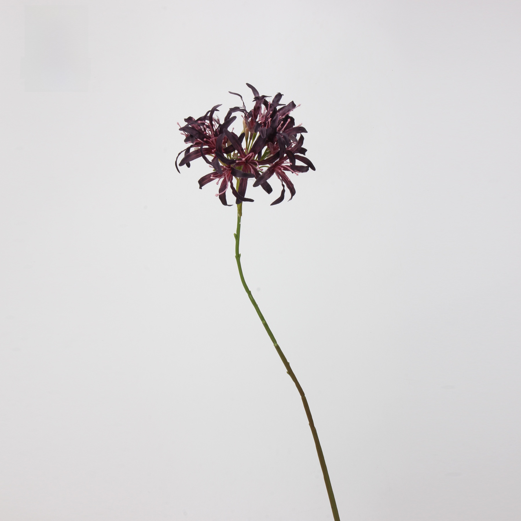 Giglio africano senza foglie (viola scuro)