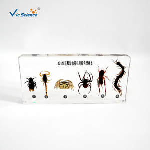 Arthropod-especímenes de resina orgánica incrustados, para educación escolar - Product Image 4