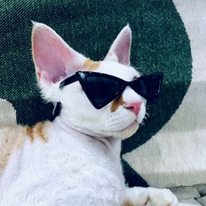 Gafas de sol para mascotas, gafas para gatos, diseño triangular, rojo, negro, talla única, para perros pequeños y gatos, patrón geométrico de resina - Product Image 3